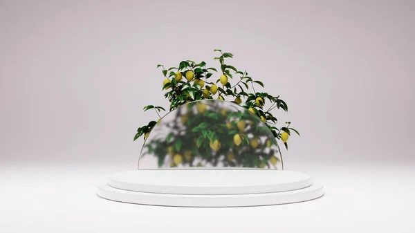 minimalist lemon tree with podium white color background concept 3d render illustration 4k