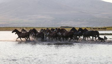 Yilki Atları Suda Akıyor, Kayseri, Türkiye