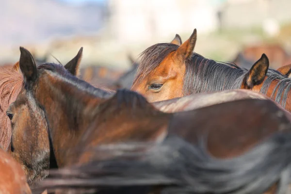 Yilki Horse i Kayseri, Turkiet — Stockfoto