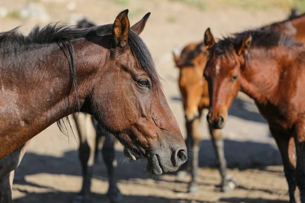 Yilki Horse i Kayseri, Turkiet — Stockfoto