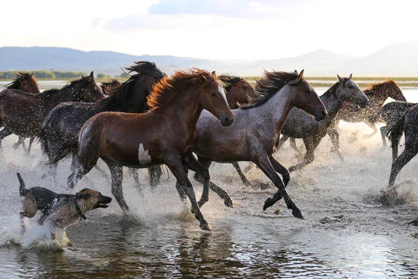 Yilki Horses Running in Water, Kayseri, Turkiet — Stockfoto