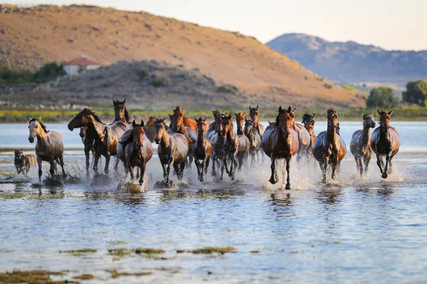 Yilki Horses Running in Water, Kayseri, Turkiet — Stockfoto