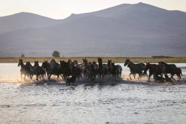 Yilki Atları Suda Akıyor, Kayseri, Türkiye