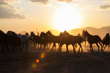 Yilki Atları Tarlada Koşuyor, Kayseri, Türkiye