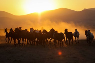 Yilki Atları Tarlada Koşuyor, Kayseri, Türkiye