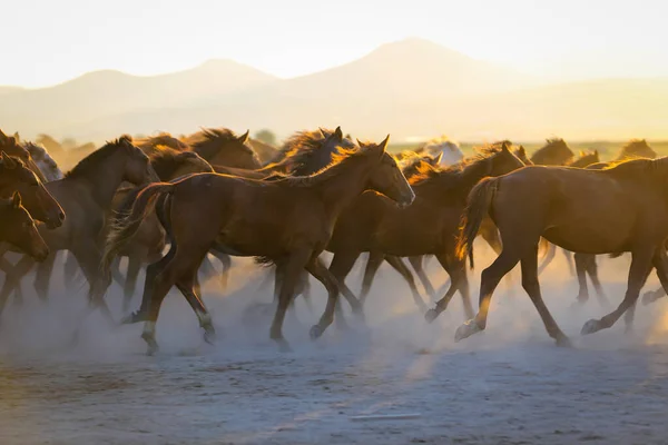 Yilki Horses Running in Field, Kayseri, Turkiet — Stockfoto