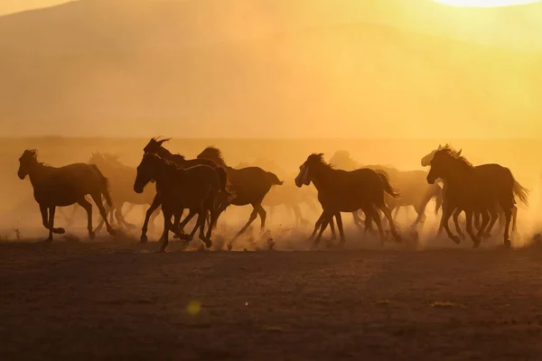 Yilki Horses Running in Field, Kayseri, Törökország — Stock Fotó