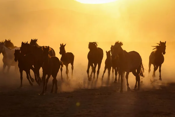 Yilki Horses Running in Field, Kayseri, Turkey