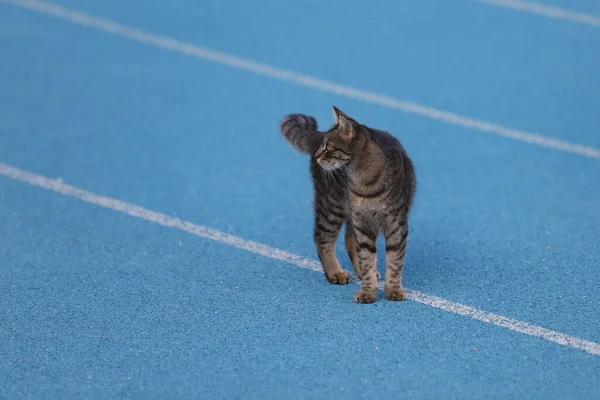 Tabby Cat on Blue Track and Field