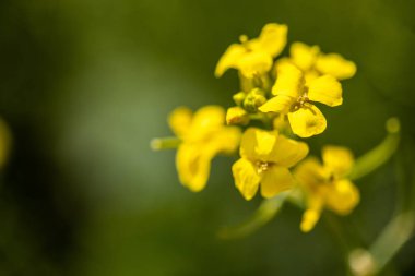 Tarlada küçük sarı bahar çiçekleri