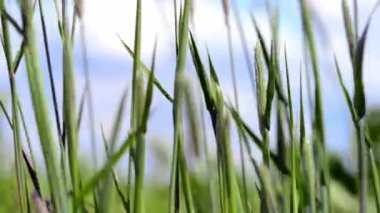 Rüzgârlı hava ve çimenlerin yakınlaşması