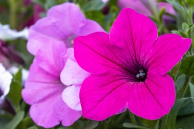 İki güzel pembe çiçek