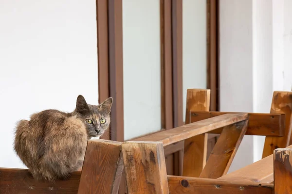 Closed due to pandemic ancient Suzdal town cafe and stray cat