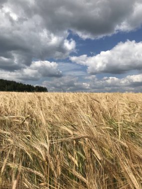 Bir yaz gününde bir tarla dolusu kulak