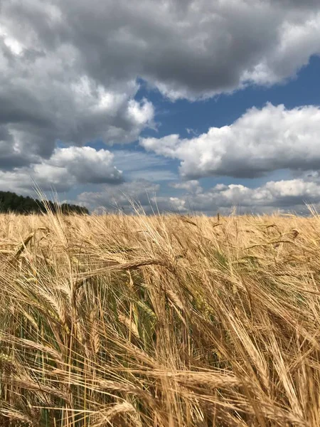 Champ Oreilles Jour Été — Photo