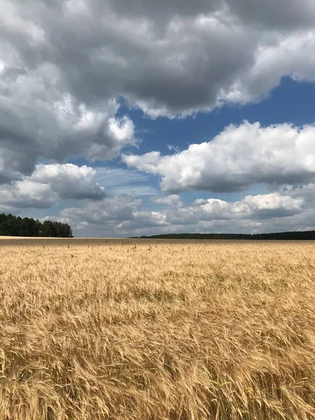 Pole Uszu Letni Dzień — Zdjęcie stockowe