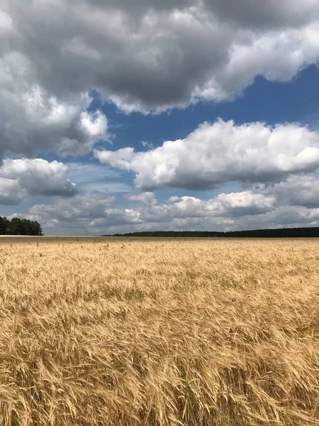 Pole Uszu Letni Dzień — Zdjęcie stockowe