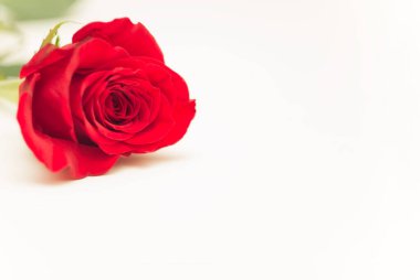 Beyaz arka planda kırmızı gül çiçeği. Tebrik kartı. Boşluğu kopyala