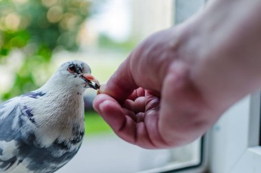Vahşi beyaz bir güvercin pencerede oturur ve insanın elinden yer. Fotoğraf kapanışı. Güven, dostluk ve yardım kavramı.