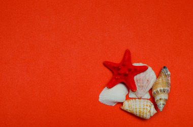 Kızıl denizyıldızı ve deniz kabukları parlak kırmızı bir zemin üzerinde. Seyahat davetiyesi. Yaz tatili kavramı. Boşluğu kopyala