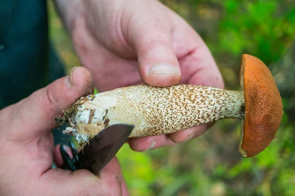 Hands Man Orange Cap Mushroom Man Cleans Mushroom Using Camping — Stock Photo, Image