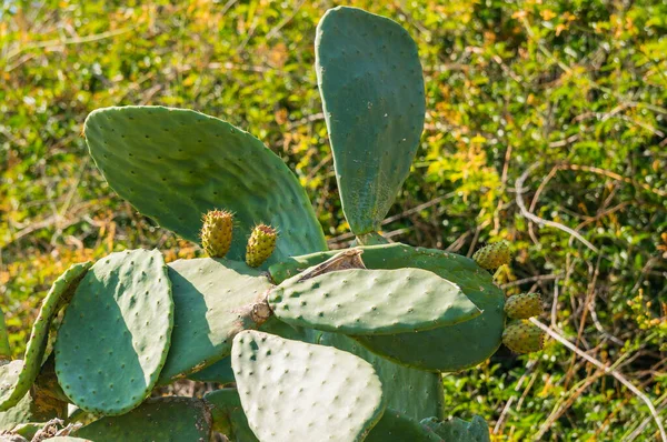Kaktus Opuntia Owocami Bliska Opuntia Ficus Indica Jest Rośliną Rodziny — Zdjęcie stockowe
