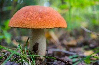 Sonbahar ormanında turuncu kapaklı boletus kapanıyor. Lectinium aurantiacum. Yumuşak odaklanma. Yüzeyin derinliği. Makro.