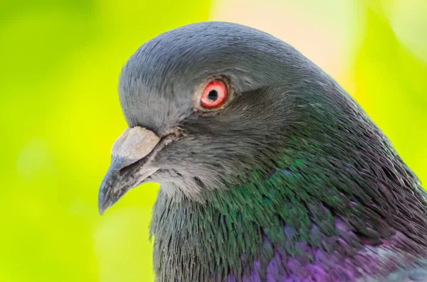 Pigeon head closeup on a blurred background. Gorgeous wild dove close-up. Selective focus. Soft focus.