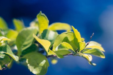 Mavi arka planda güneşin yeşil dalı. İyi hava kavramı, harika ruh hali. Sanatsal arka plan. Yumuşak odak, seçili odak.