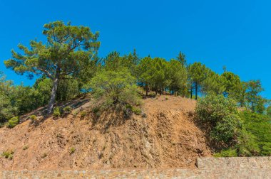 Cedars ve diğer ağaçlar Troodos Dağları 'ndaki bir tepede. Kıbrıs. Yaz güneşli bir gün.
