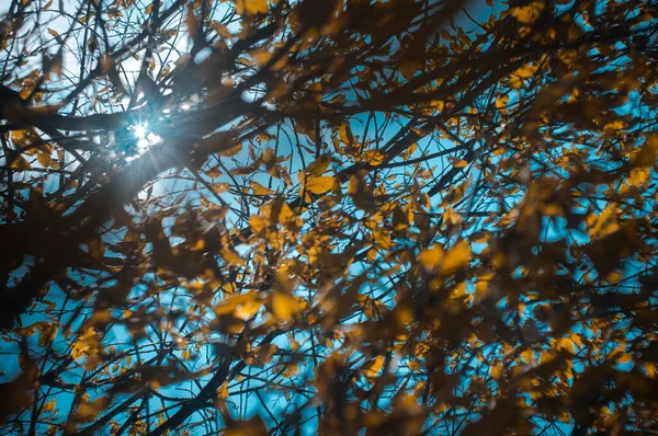 Sun Rays Shine Branches Tree Rare Autumn Yellow Leaves Soft — Stock Photo, Image