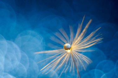 Karahindiba kabarıklığının üzerine parlak bir damla su. Soyut güzel mavi arka plan. Macro, yumuşak odaklan. Tebrik kartın için çok güzel..