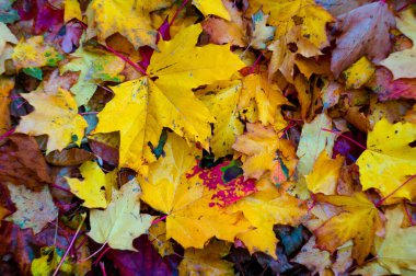 Yere düşen parlak yapraklar. Sonbahar arkaplanı. Yumuşak odak.