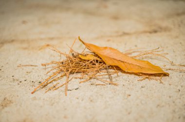 Sonbahar arkaplanı. Beton yüzeyde düşen yapraklar. Yumuşak odak, yüzeysel alan derinliği.