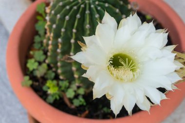 Çiçekli kaktüs Echinopsis bir tencerede.
