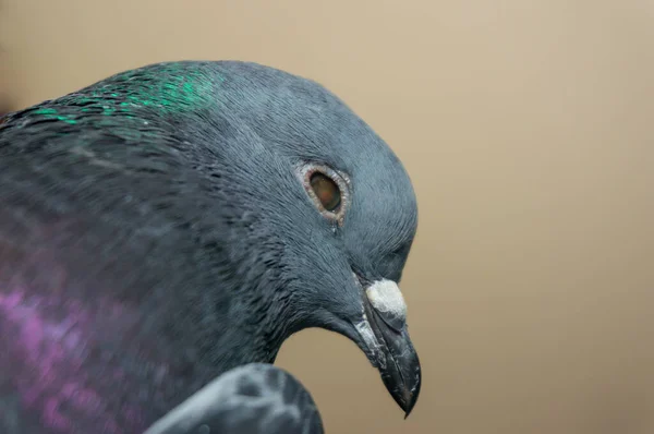 The head of a blind gray dove closeup. Difficulties of survival in nature