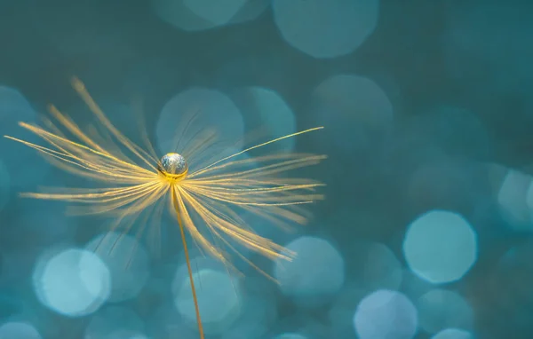 Una Gota Brillante Agua Pelusa Diente León Resumen Hermoso Fondo — Foto de Stock