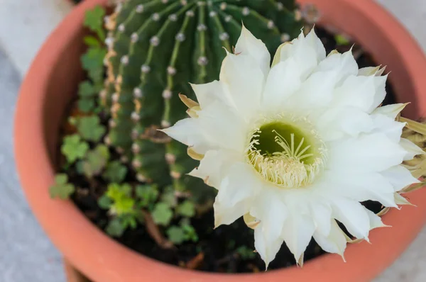 Cacto Florido Echinopsis Eyriesii Uma Panela — Fotografia de Stock