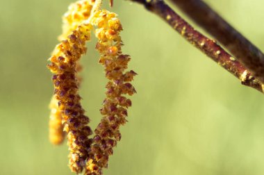 Bulanık bir arkaplanda huş ağacının enfloresanı. Bahar kavramı. Macro, yumuşak odaklan..