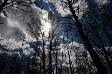 İlkbaharın başlarında ağaçların siluetleri bulutların arkasından güneş ışınlarını aydınlatır. Güzel bahar manzarası. Bahar kavramı. İlkbaharda doğanın uyanışı.