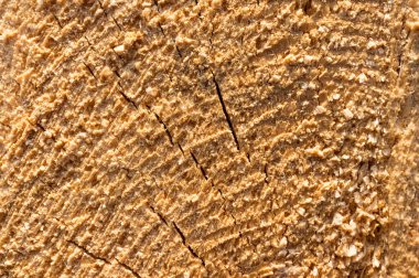 Yakın mesafeden yeni kesilmiş bir ağaç. Ahşap dokular. Doğal arkaplan