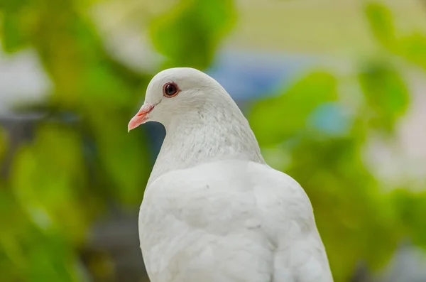 Schöne Weiße Taube Auf Grün Verschwommenem Hintergrund Weicher Fokus Ausgewählter — Stockfoto