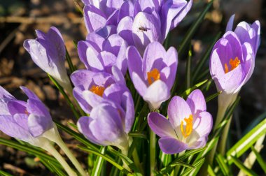 Bahar çiçekli timsahlar. Yumuşak odak, yüzeysel alan derinliği