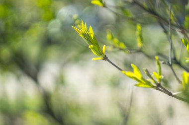 Bir ağaç dalında güneş ışığı yeşili yapraklar. Güzel bir bahar arkaplanı. Yeni hayat ve gençlik kavramı