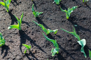 Yerdeki ilk lale filizleri bahar güneşinin ışınlarıyla çevrili. Yumuşak odaklı, seçici odaklı