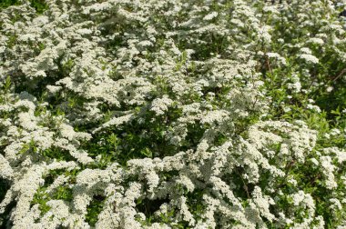 Çiçekli Spirea. Spiraea hypericifolia. Birçok beyaz çiçek güzel bir bahar arkaplanı oluşturur.