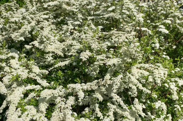 Fleurissant Spirea Spiraea Hypericifolia Nombreuses Fleurs Spirée Blanche Forment Beau — Photo