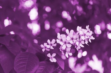 Yaprakların arka planında çiçek açan bir kuş vişnesi dalı. Prunus padus. Muhteşem parlak bir görüntü. Renkli fotoğraf