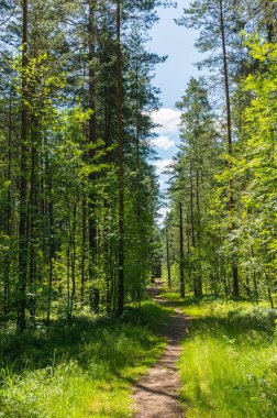 Açık bir yaz sabahında ormandaki patika..