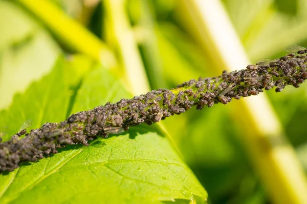 Puceron Des Cerises Aphidoidea Sur Tige Une Plante Des Ravageurs — Photo
